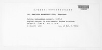 Media resource of Urocystis bulbocodii